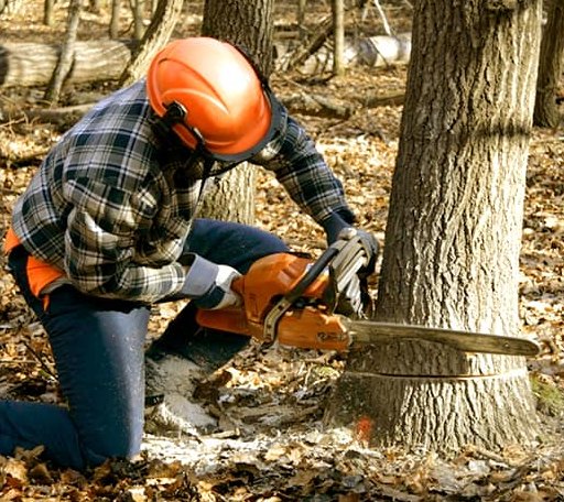 Tree Removal in Jackson, NH